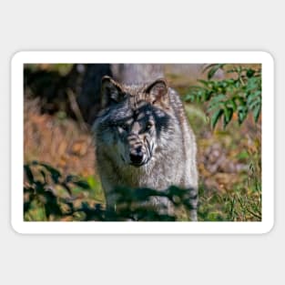 Timber Wolf Sticker